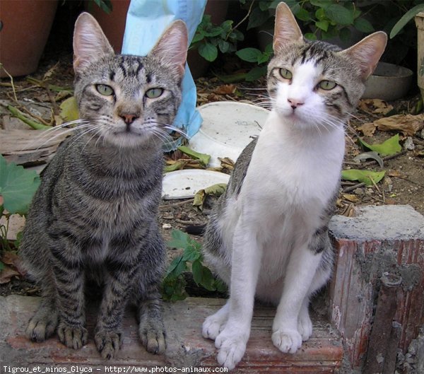 Photo de Chat domestique