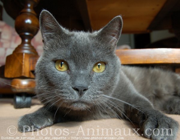 Photo de Chartreux