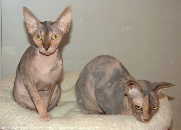 Photo de Sphynx