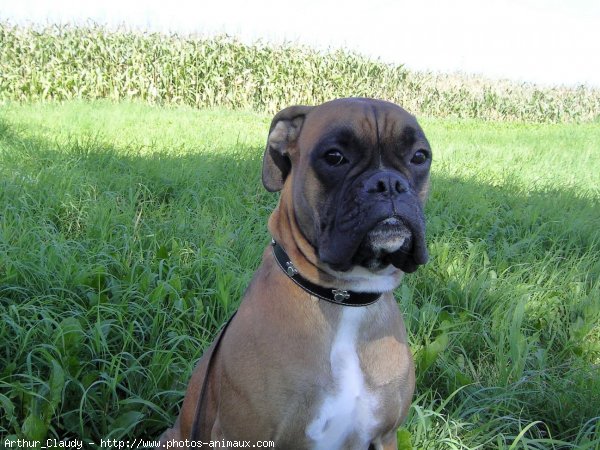 Photo de Boxer