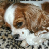 Photo de Cavalier king charles spaniel