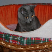 Photo de Chartreux