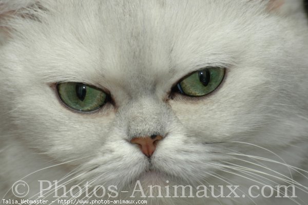 Photo d'Exotic shorthair