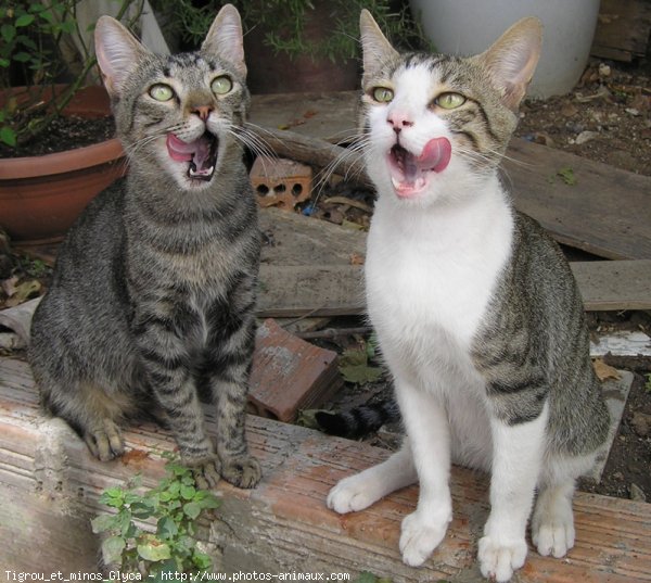 Photo de Chat domestique