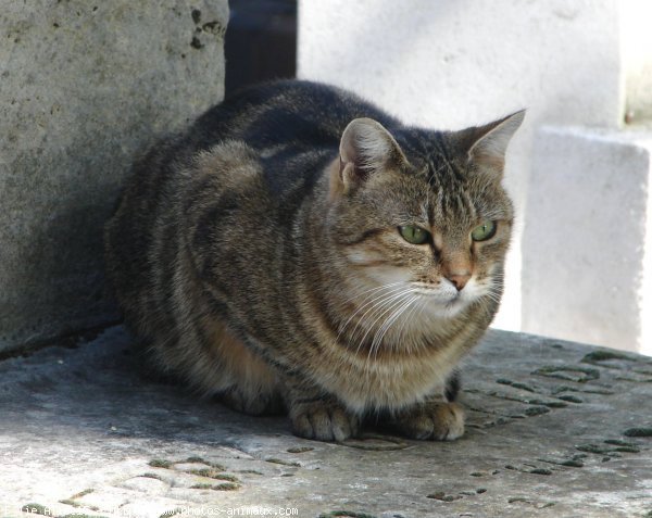 Photo de Chat domestique