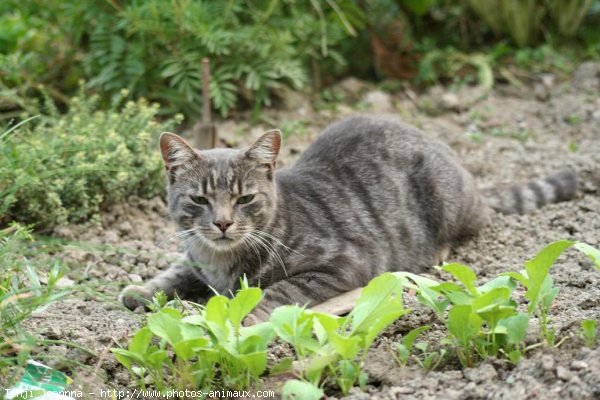 Photo de Chat domestique