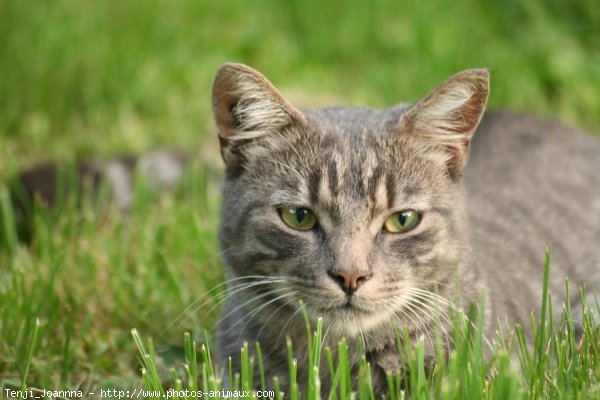 Photo de Chat domestique