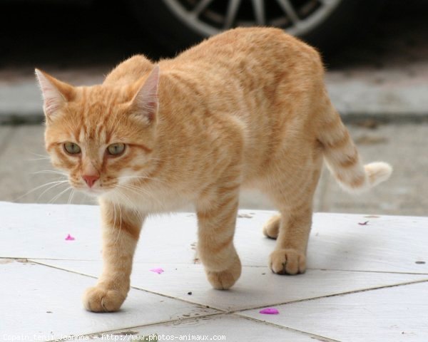 Photo de Chat domestique