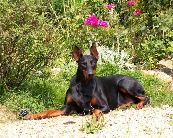 Photo de Dobermann