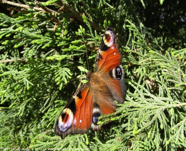 Photo de Papillon