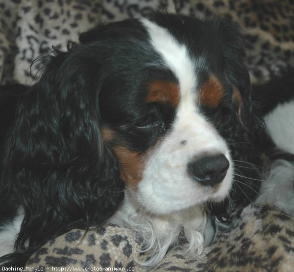 Photo de Cavalier king charles spaniel