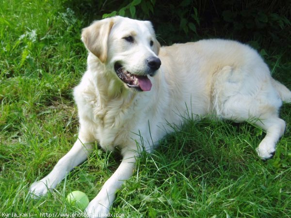 Photo de Golden retriever