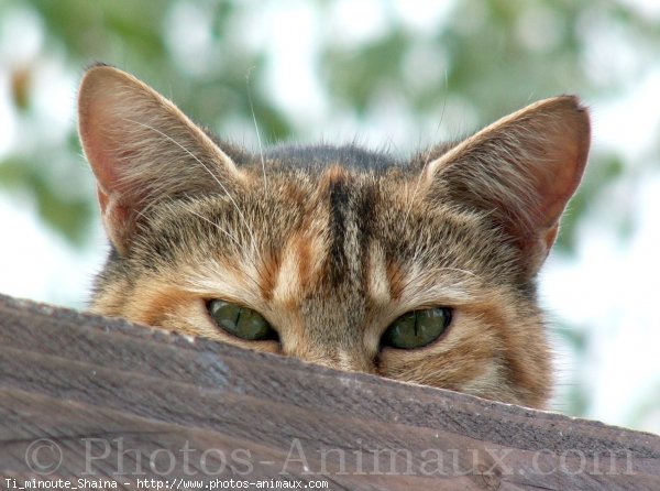 Photo de Chat domestique