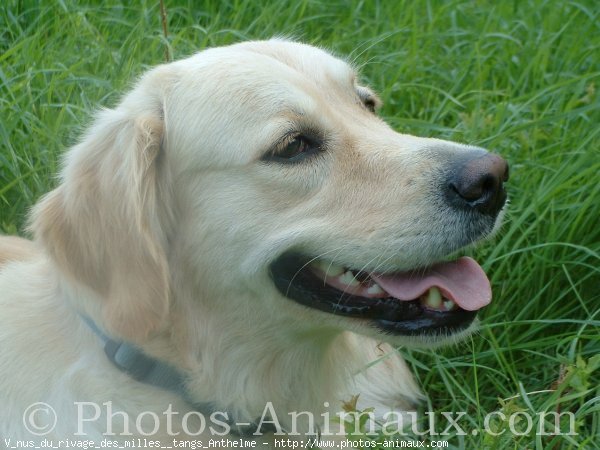 Photo de Golden retriever