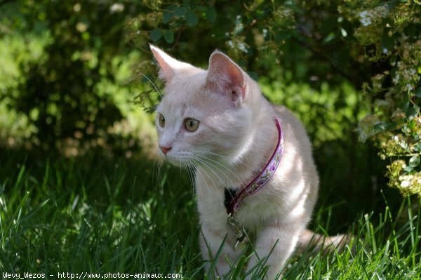 Photo de Chat domestique