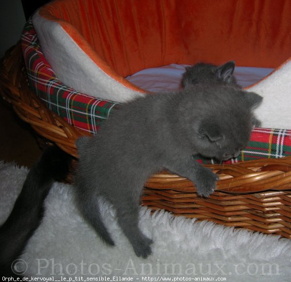 Photo de Chartreux