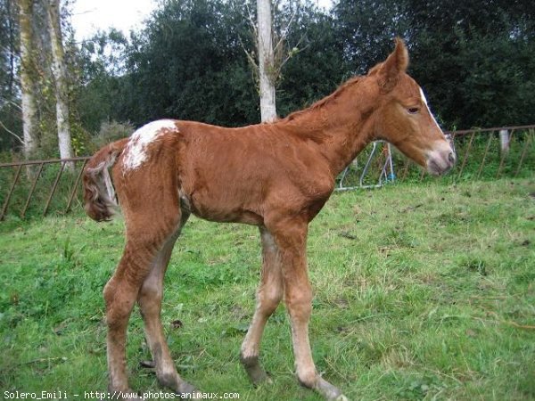 Photo d'Appaloosa