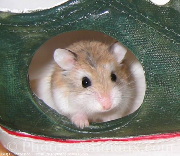 Photo de Hamster