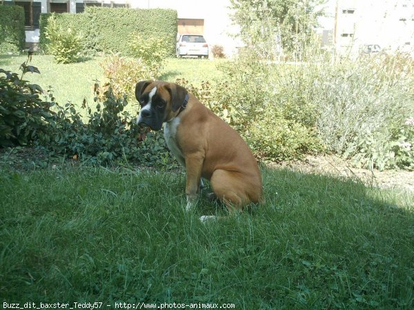 Photo de Boxer