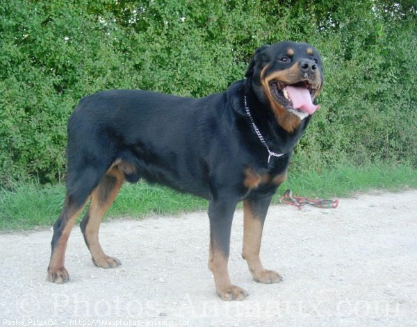 Photo de Rottweiler