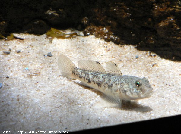 Photo de Poissons exotiques