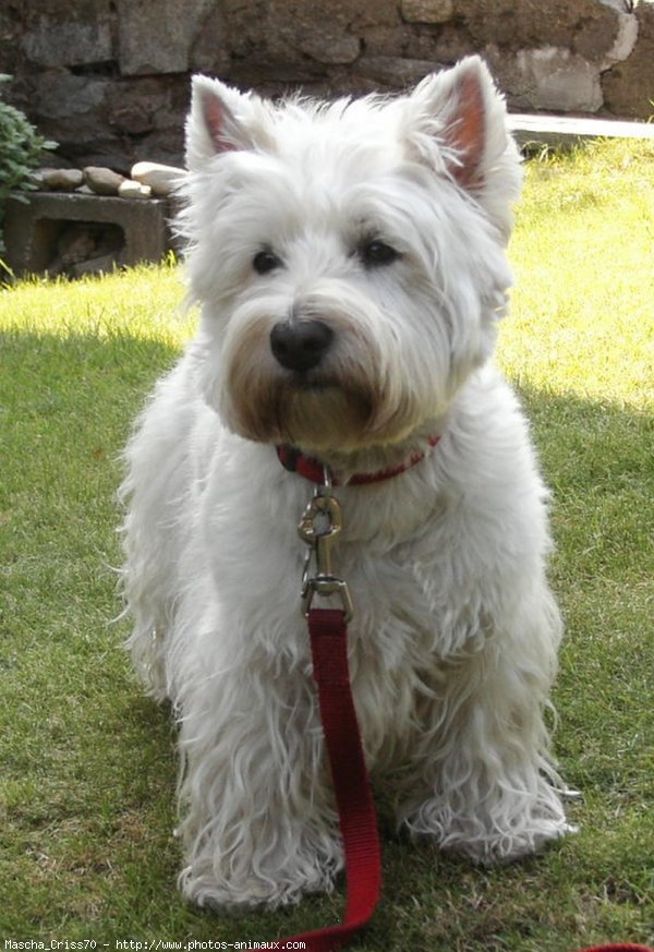 Photo de West highland white terrier