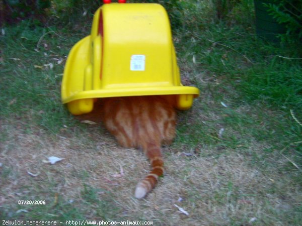 Photo de Chat domestique