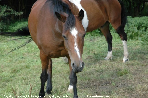 Photo de Races diffrentes