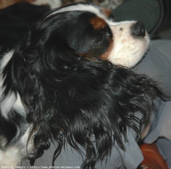 Photo de Cavalier king charles spaniel