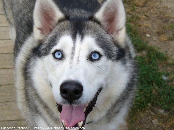 Photo de Husky siberien