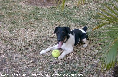 Photo de Fox terrier  poil lisse