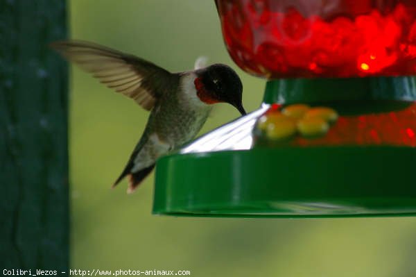 Photo de Colibri