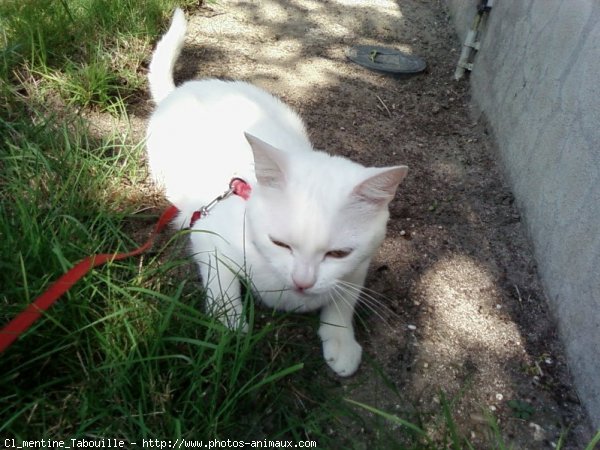 Photo de Chat domestique