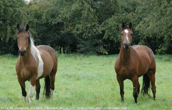 Photo de Races diffrentes