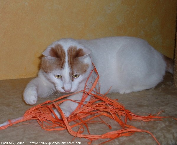 Photo de Chat domestique