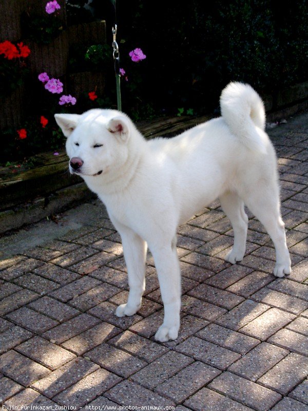 Photo d'Akita inu