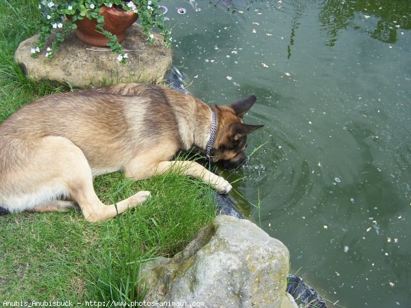 Photo de Berger belge malinois