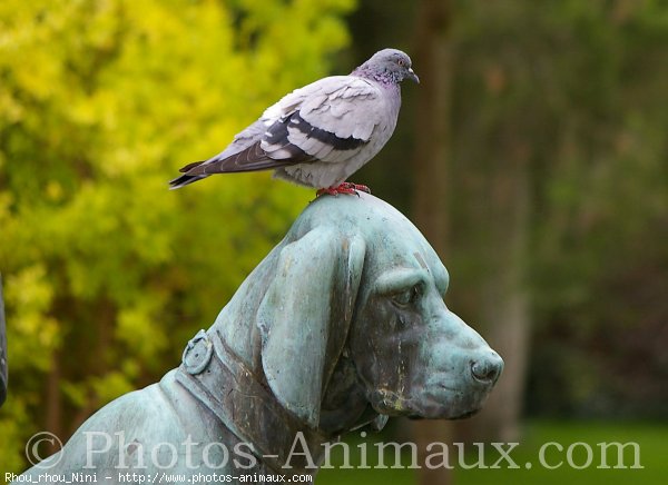 Photo de Pigeon