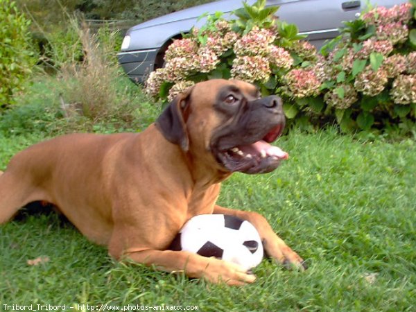 Photo de Boxer