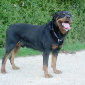 Photo de Rottweiler