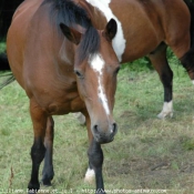 Photo de Races diffrentes