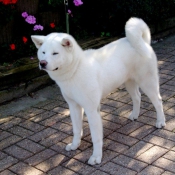 Photo d'Akita inu