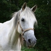 Photo de Races diffrentes