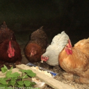 Photo de Poule