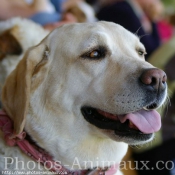 Photo de Labrador retriever