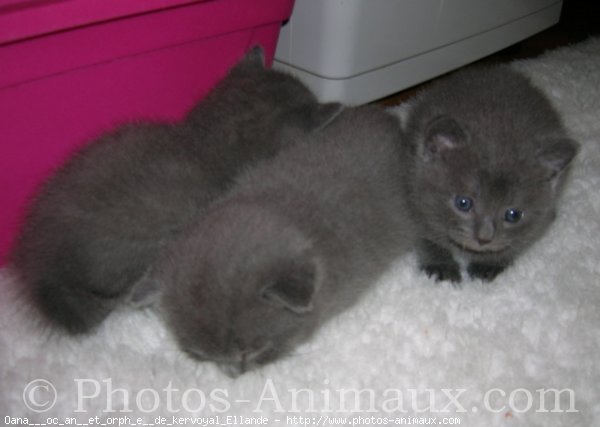 Photo de Chartreux