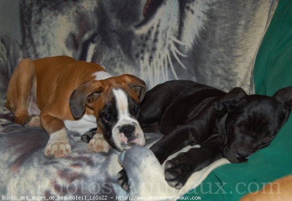 Photo de Boxer