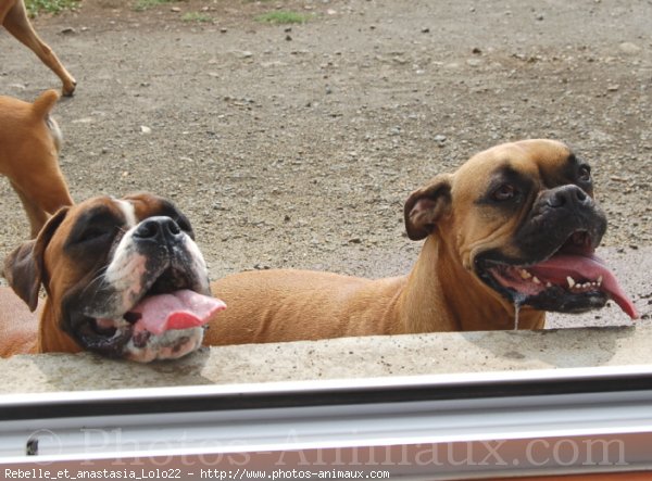 Photo de Boxer