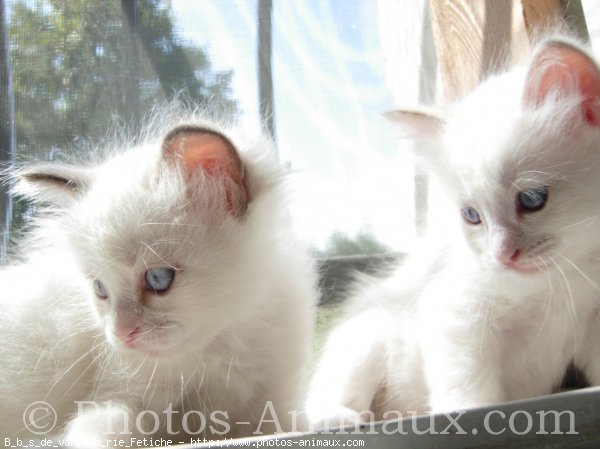 Photo de Ragdoll