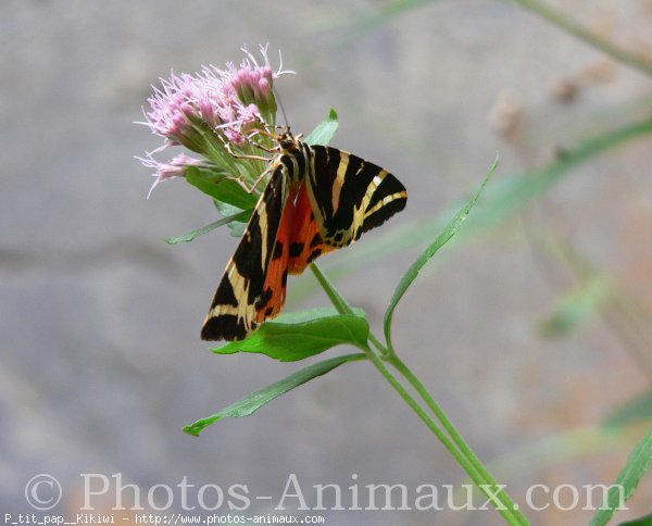 Photo de Papillon